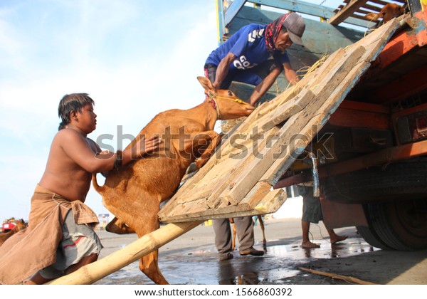 Kalbut harbor Animal\
market is a traditional animal market especially livestock such as\
cows and goats At Situbondo City, East Java / Indonesia on 17TH\
OCTOBER 2019 