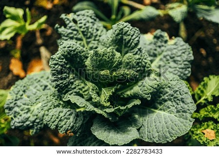Kale cabbage, Brassica oleracea var. Sabellica, Fresh green leaf cabbage in the organic garden beds. Natural farm products, Closeup. High quality photo
