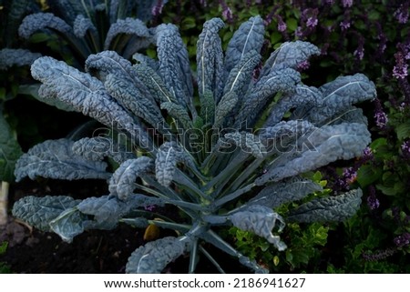 Kale cabbage. Tuscan kale or black kale.Winter cabbage also known as italian kale or lacinato.
