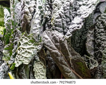 Kale  (cavalo Nero) Cabbage On Display At The Local Market