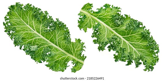 Kale Curly Salad Leaf Isolated On White Background