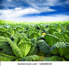 Kale Field