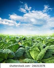 Kale Field