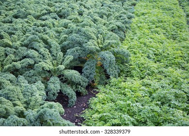 Kale Field