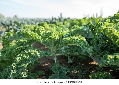 Kale Field