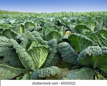 Kale Field