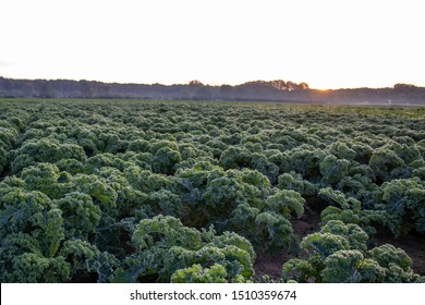 Kale Field At Dawn, Hazy Weather