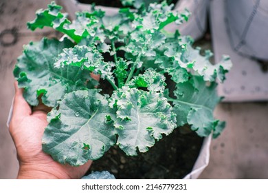 Kale Is A Green, Leafy, Cruciferous Vegetable That Is Rich In Nutrients. It May Offer A Range Of Health Benefits For The Whole Body