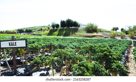 Kale Growing In An Organic Kale Farm Under The Sun