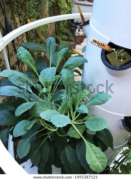 Kale Grown On Tower Garden Stock Photo Edit Now 1495387121