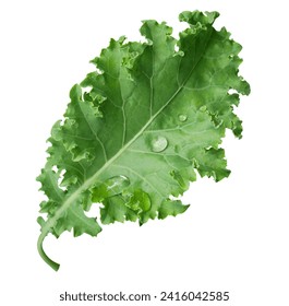 Kale leaf salad vegetable isolated on white background. - Powered by Shutterstock