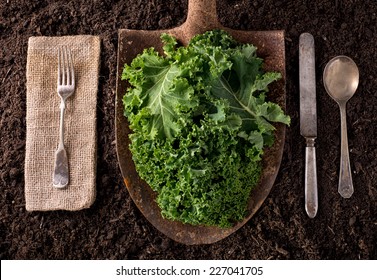 Kale Organic Farm To Table Healthy Eating Concept On Soil Background.