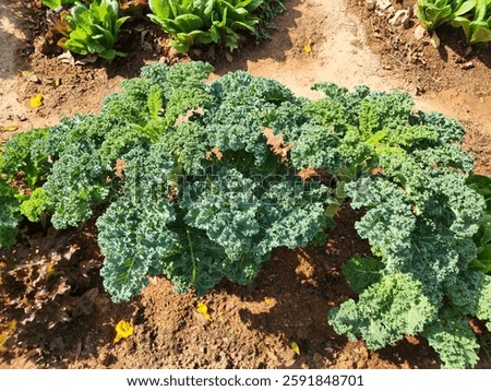 Kale planted in the soil.