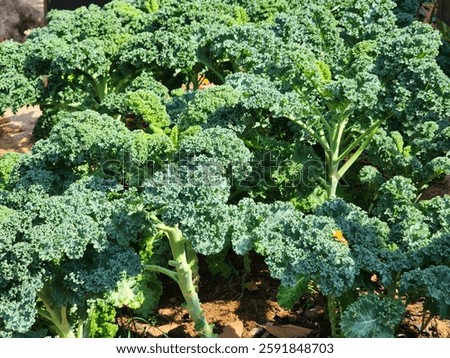 Kale planted in the soil.