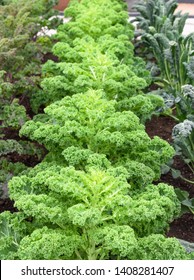 Kale 'Reflex' Growing In A Garden