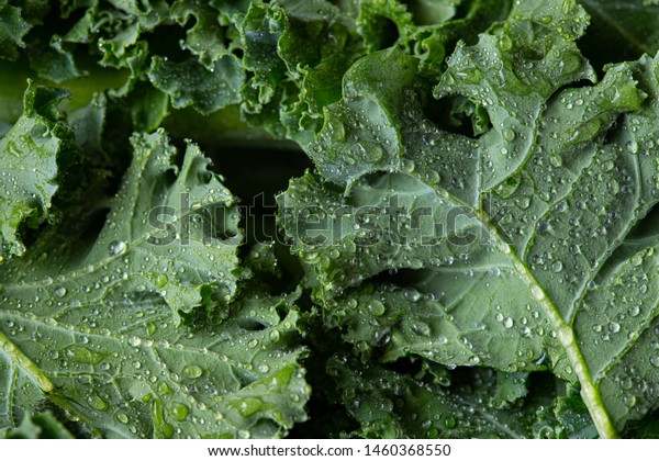 kale\
salad leaves close up with water drops\
background