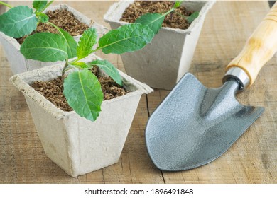 Kale Seedling Growing In A Pot With Peat Moss And Its Over A Wooden Table With A Garden Shovel