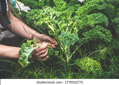 Kale Seedlings In The Garden.