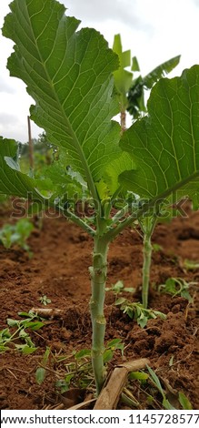 Kale (Sukuma Wiki) Growing in Mukono Uganda
