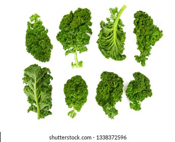 Kale Vegetable Leaf