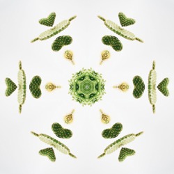 Kaleidoscope. Photography. Botanical Inspiration. Cactus