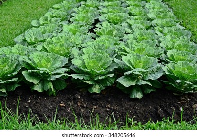 Kale.organic Farm.vegetable.green