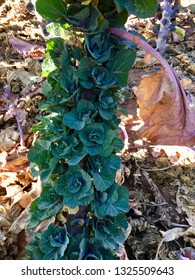 Kalette Bush. Brussels Sprout and kale hybrid. Flower sprouts. Producers.