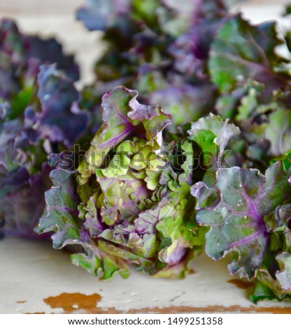 Kalettes. Brassica. Brussels sprouts and kale hybrid.