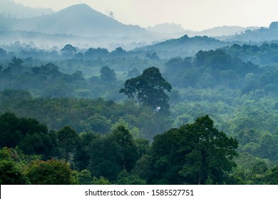 Kalimantan Forest View Line Unspoiled Forest Stock Photo 1585527751 ...