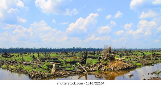 Kalimantan/Borneo Deforestation By Burning The Jungle