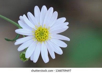 Kalimeris Indica Indian Aster Stock Photo 1368709697 | Shutterstock