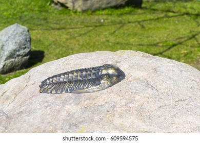 KALININGRAD, RUSSIA - MARCH 27, 2016: Trilobite (lat. - Trilobita) On A Granite Stone In The World Ocean Museum In Kaliningrad