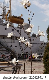 Kaliningrad, Russia, May 2021 - Large Flowers Of A White Magnolia Against The Background Of A Ship In Kaliningrad On The Territory Of The Museum Of The World Ocean.
