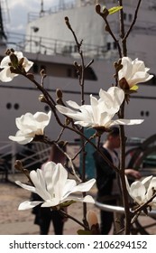 Kaliningrad, Russia, May 2021 - Large Flowers Of A White Magnolia Against The Background Of A Ship In Kaliningrad On The Territory Of The Museum Of The World Ocean.
