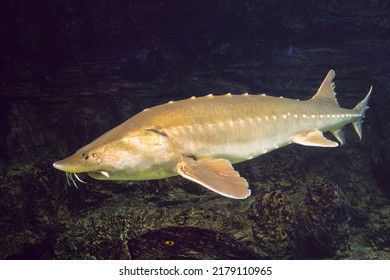 Kaluga fish (Huso dauricus) is a freshwater fish of the Beluga genus, sturgeon family. Big river fish swims underwater. - Shutterstock ID 2179110965
