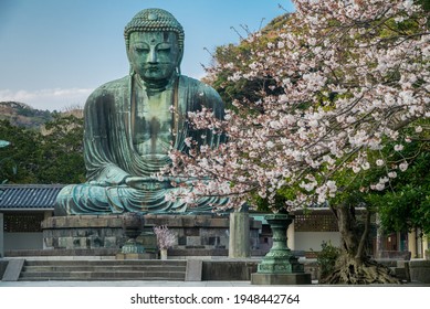 Kamakura, Kanagawa, Japan. 
Daibutsu, The Great Buddha, Kotoku-in Buddhist Temple. Photographed during Sakura season, also known as Cherry Blossom season, 2018.