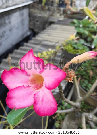 kamboja flower ( west java )