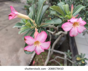 Kamboja Flower While Blooming, With Not Too Bright Pink