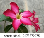 Kamboja jepang (Adenium obesum) or desert rose flowers in the garden. Other names for the flower include Sabi star, kudu, mock azalea, and impala lily.