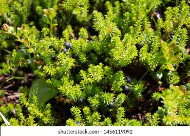 Kamchatka Berries On The Pacific Ocean