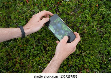      Kamchatka Berries Of A Vodnik, Shooting On A Smartphone                          