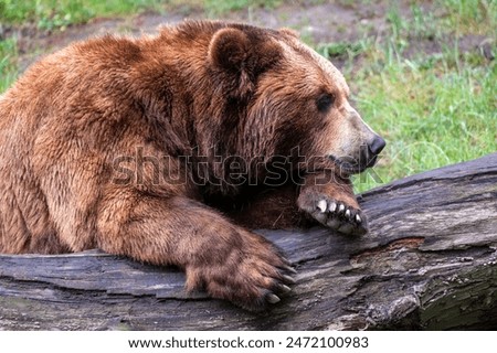 Similar – Image, Stock Photo The Russian Bear Nature