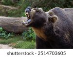 The Kamchatka brown bear (Ursus arctos beringianus), also known as the Far Eastern brown bear, portrait of a large male with an open mouth on a white background. Portrait of a big bear.