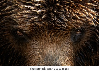 Kamchatka Brown bear (Ursus arctos beringianus), close-up detail portrait. Brown fur coat, danger and aggresive animal. Fixed look, animal muzzle with eyes. Big mammal from Russia.