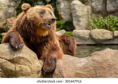 Kamchatka brown bear (Ursus arctos beringianus) - Shutterstock ID 301447916