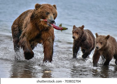 Kamchatka brown bear (Ursus arctos beringianus) catches fish on the Kuril Lake (Kamchatka Peninsula, Russia). 