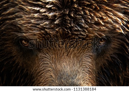 Similar – Image, Stock Photo The Russian Bear Nature