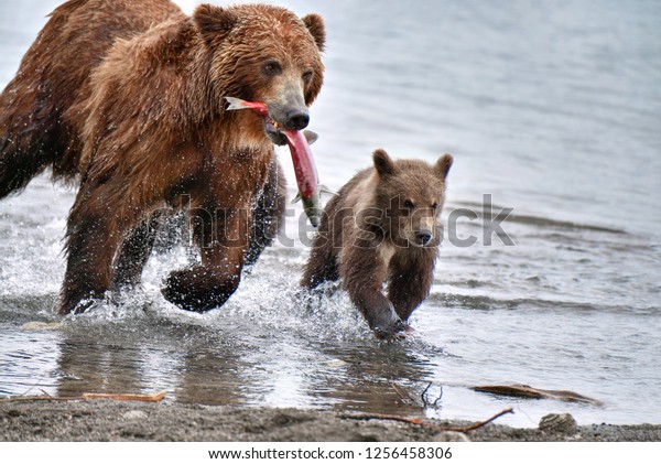 カムチャツカクマ クマの子を持つカムチャツクマ クリル湖 ロシア カムチャツカ半島 で魚を捕獲する の写真素材 今すぐ編集