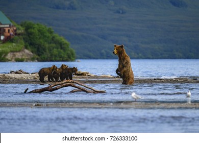 Kamchatka brown bears (Ursus arctos beringianus) fishing on the Kuril Lake (Kamchatka Peninsula, Russia).