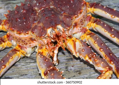 Kamchatka Crab, Paralithodes Camtschaticus